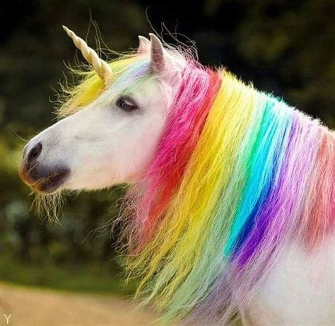 videos de unicornios|videos de unicornios reales.